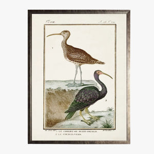 Framed Shorebirds VI Bookplate Print