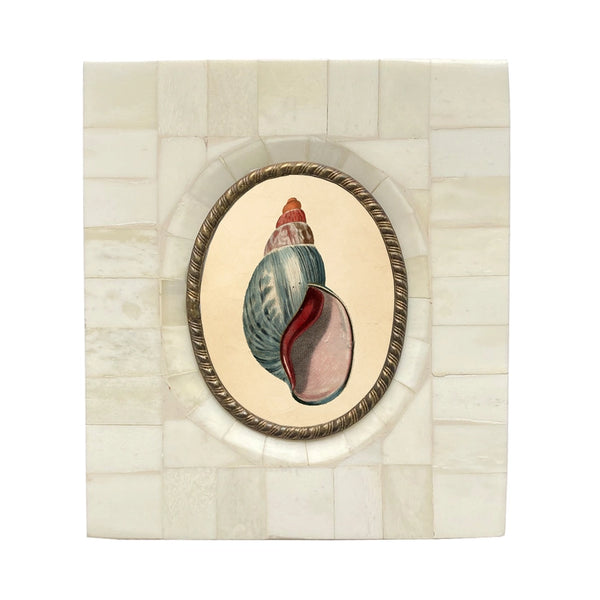 Tulip Seashell Print in Bone Frame with oval brass detail