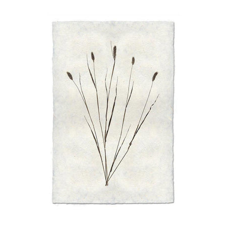 Canary Grass Form Print