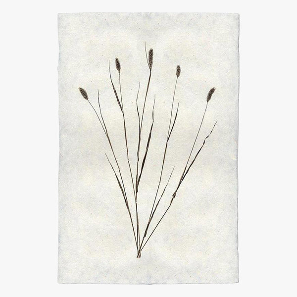 Canary Grass Form Print