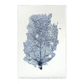 Sea Fan 2 Print From Dear Keaton