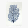 Sea Fan 2 Print