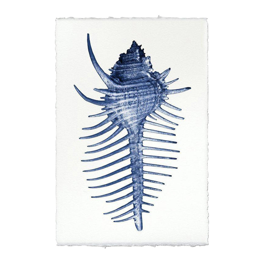 Spiny Murex Print From Dear Keaton