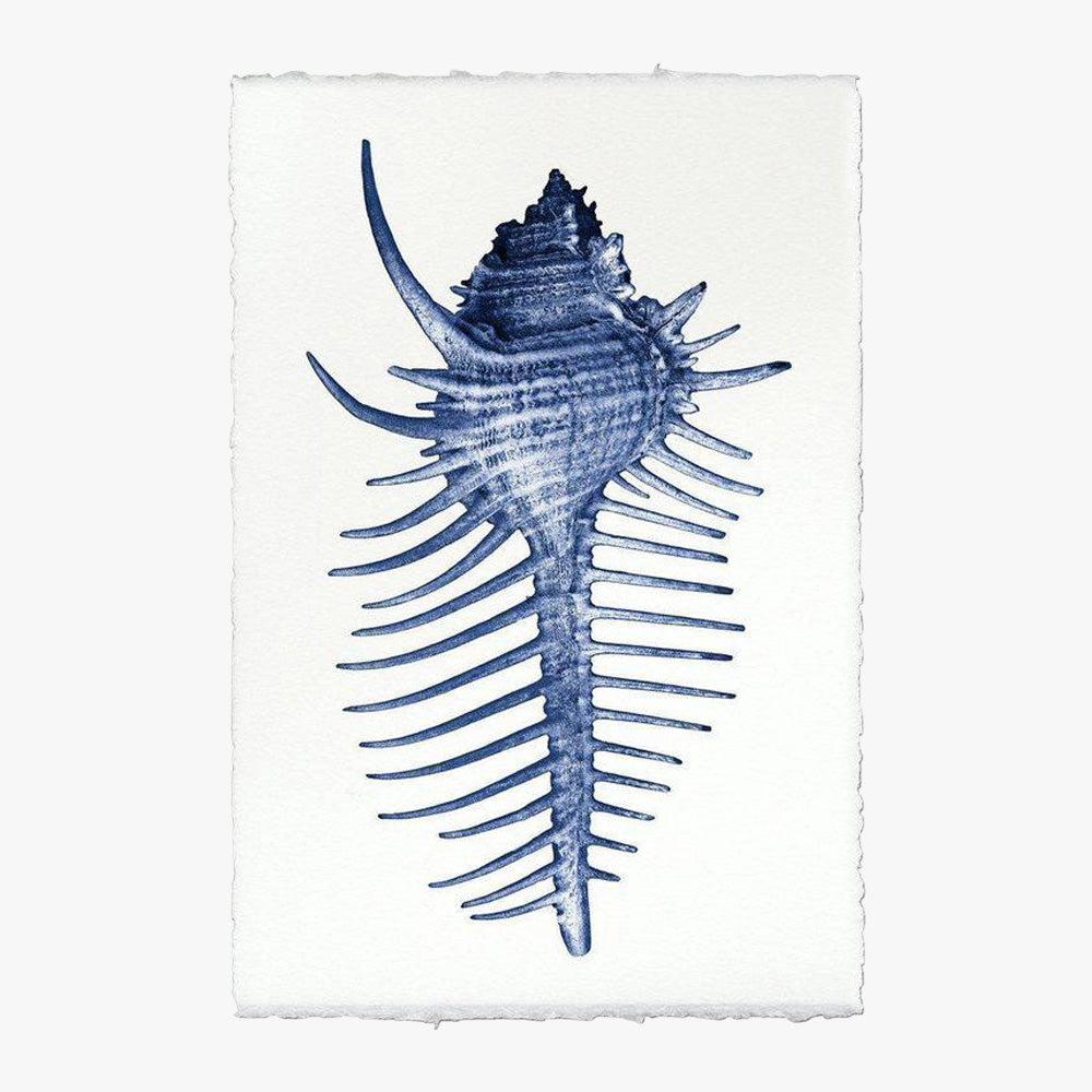 Spiny Murex Print