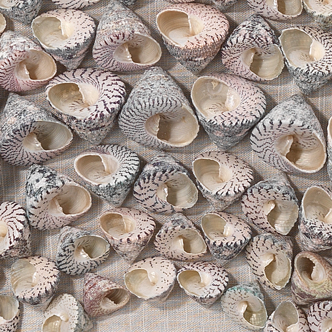 Tahiti Wall Art - Framed Sea Shell Mosaic Art - Dear Keaton