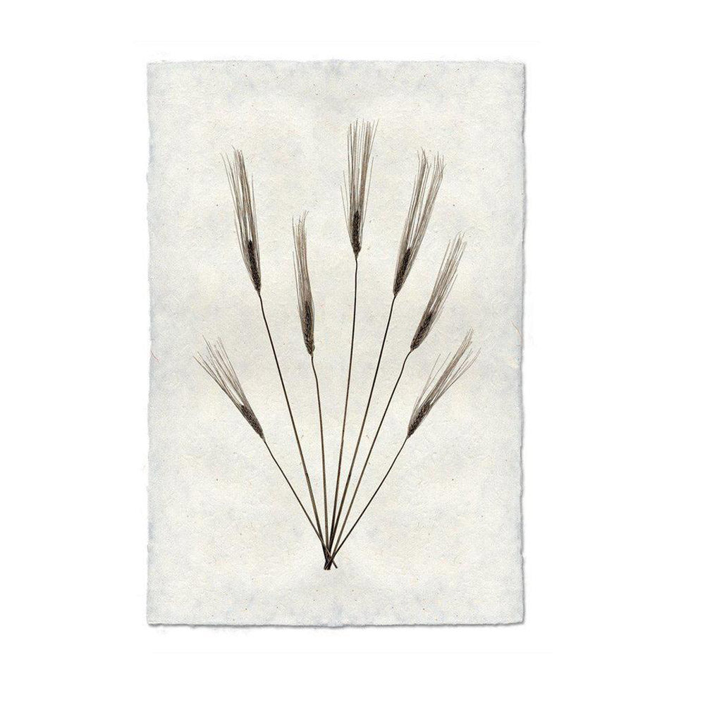 Wheat Form No. 2 Print