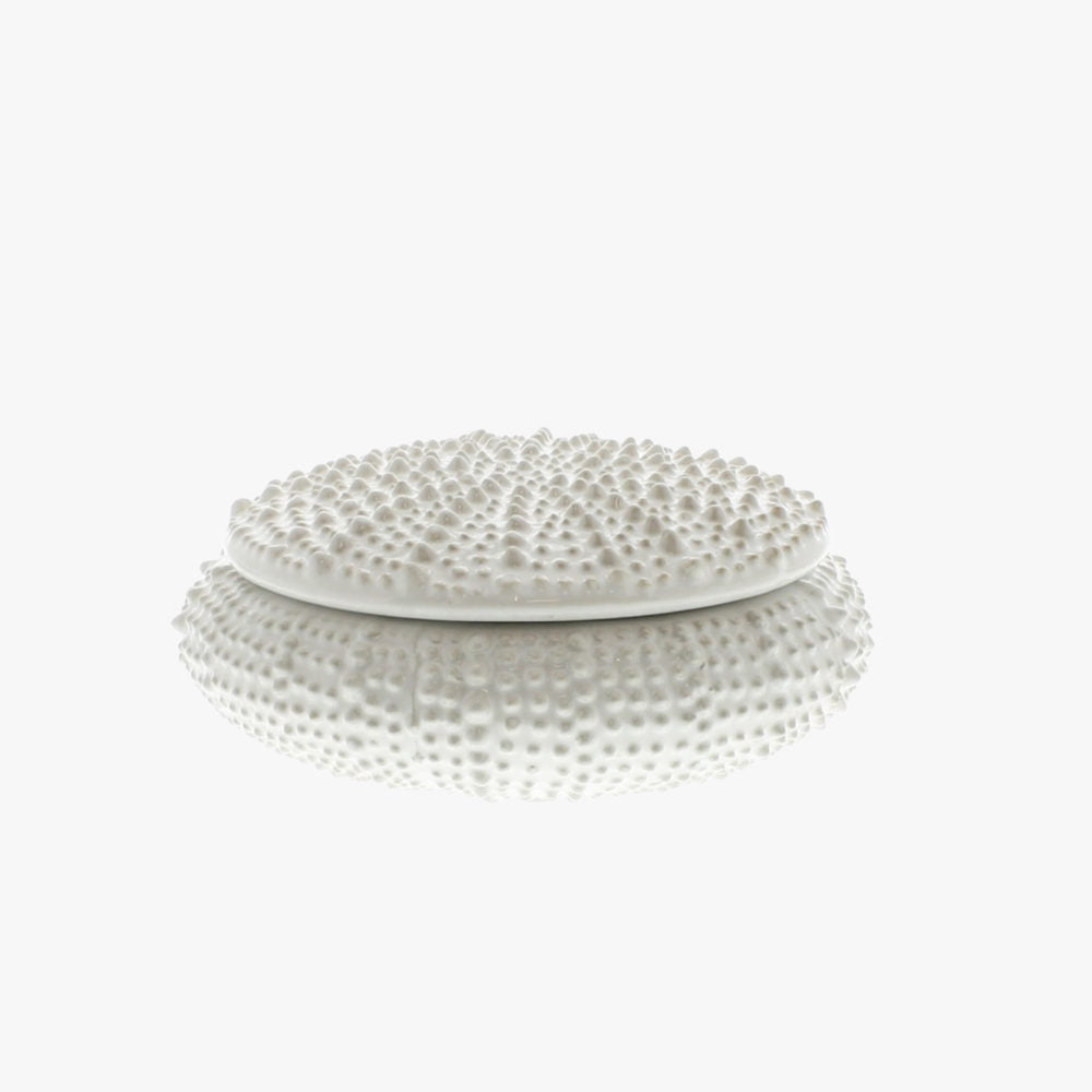 White Urchin Box