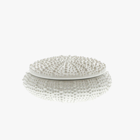 White Urchin Box